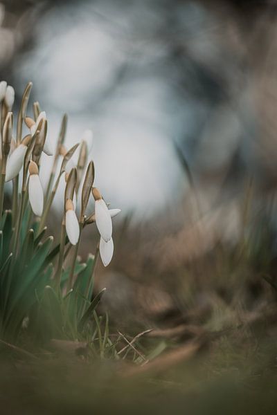 Snowdrops in the forest by Patricia van Kuik