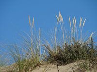 Mooie foto van de duinen.