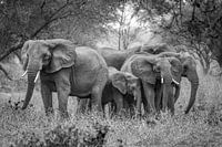 Famille d'éléphants en Tanzanie