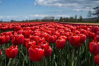 Hollands tulpenveld