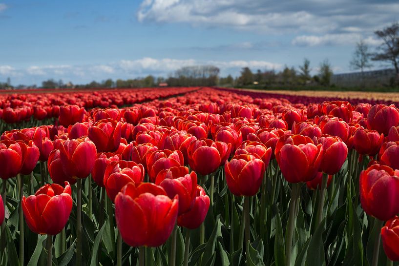 Hollands tulpenveld par Saskia Bon
