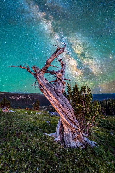 Sternennacht und alter Bristlecone Pine Wald Bild - Colorado Milchstraße Nightscape von Daniel Forster