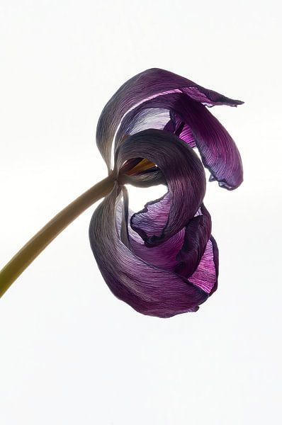 Tulipe violette séchée par Hanny Andela - Andelafotografie