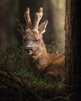Un chevreuil profitant du soleil