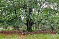Freestanding beech in the Lüneburg Heath