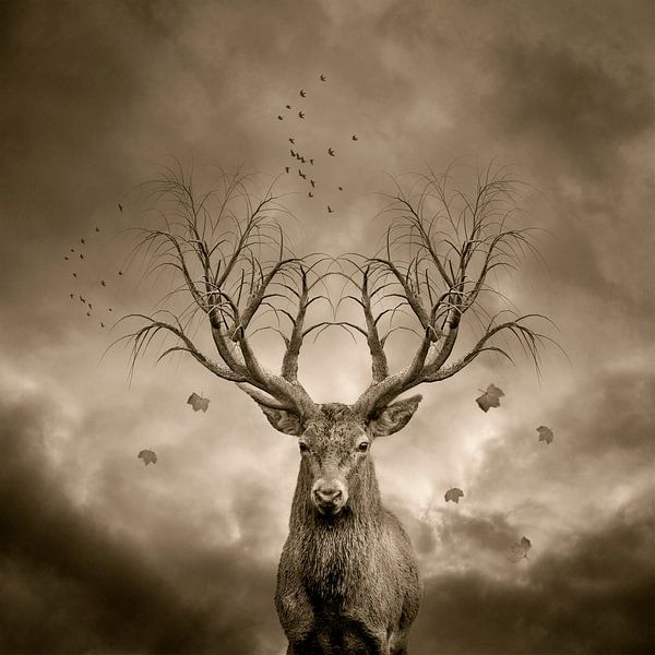Le cerf rouge par Puravida - Photographie et art photographique