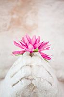 Good For All 3 - Rosa Buddha-Blume