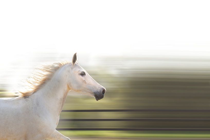 Laufendes Pferd von RuxiQue