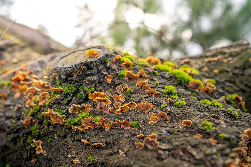 No matter what, the Moss and fungi will find their home. by Marc van den Elzen