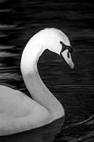 Elégance en noir et blanc Cygne dans un portrait serein