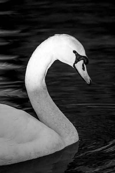 Elegance in Black and White Swan in Serene Portrait by Femke Ketelaar