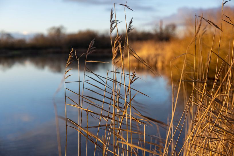 Reed at sunset by Rik Brussel