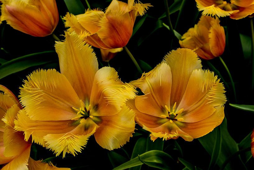 Tulipes en vert par Sander Strijdhorst