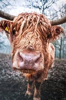 Scottish Highlander Cora