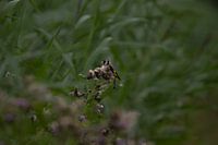 chardonneret ou chardonneret élégant