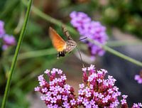 Kolibri-Schmetterling im Garten