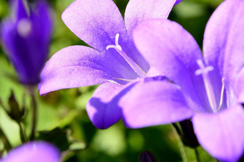 Lila Glockenblume(2) von Gerard de Zwaan
