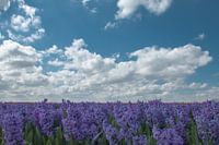 Das violette Hochland