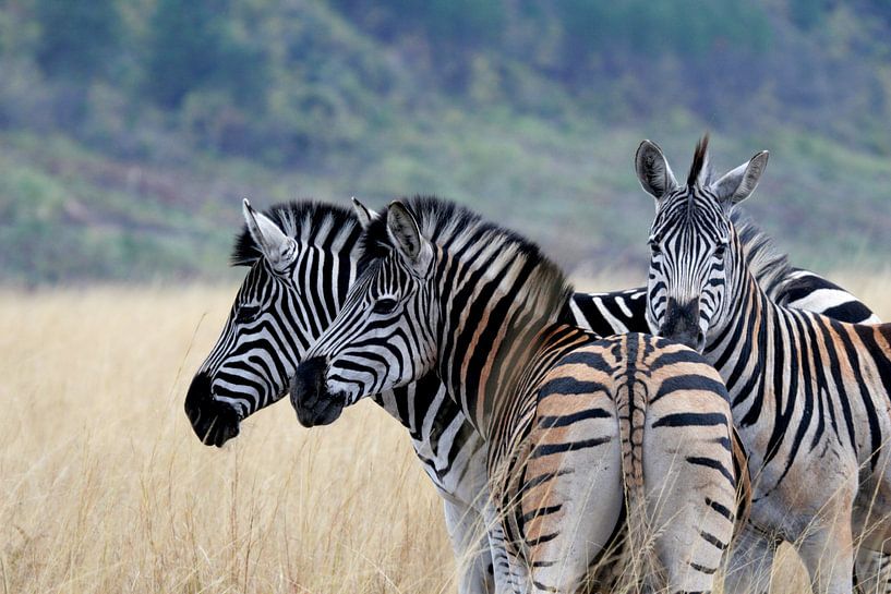Zebras in Swasiland von René Meester