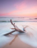 Verträumtes Treibholz im sanften Sonnenuntergang