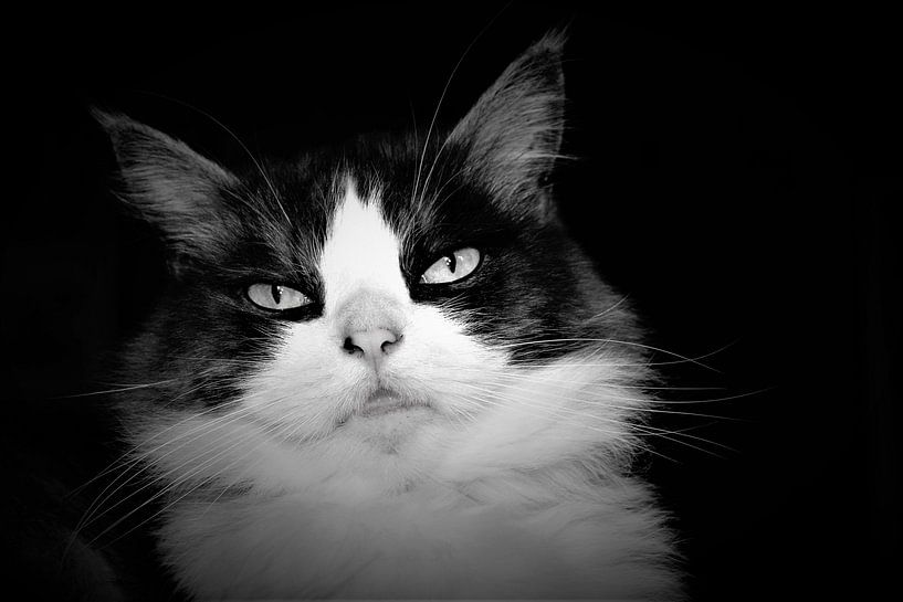 Wunderschönes Porträt einer langhaarigen Katze in Schwarz-Weiß von Maud De Vries