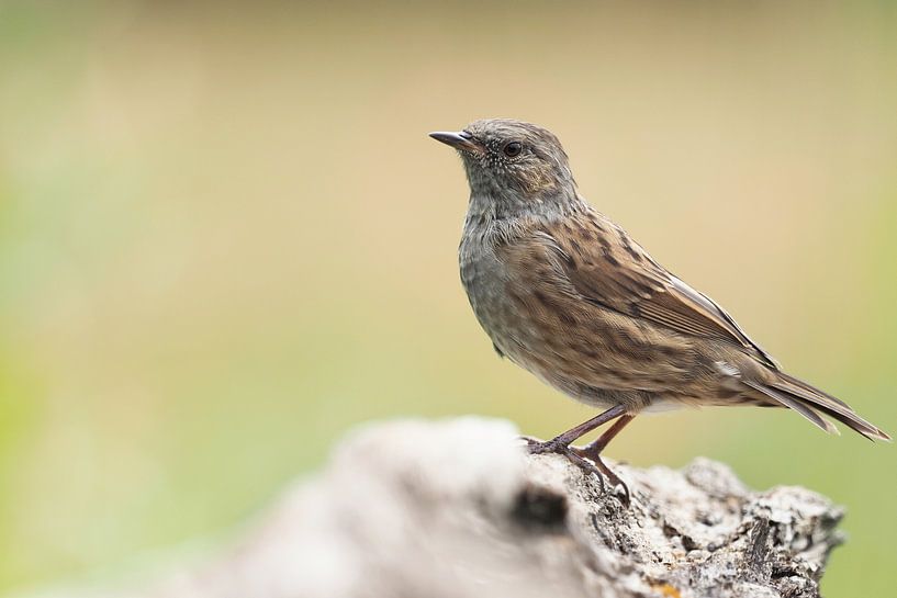 Stately Dunnock par Astrid Brouwers