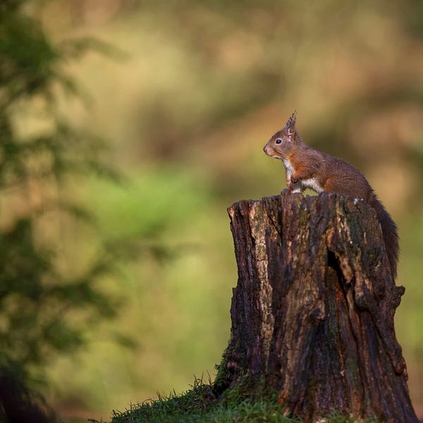 Eekhoorn in Nederland, Squirrel in Holland by Corinne Cornelissen-Megens