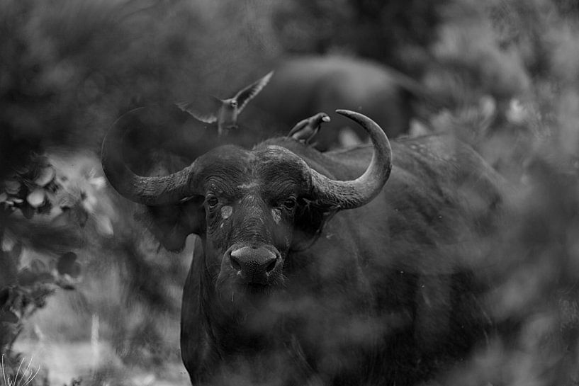 Büffel von Ed Dorrestein