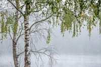 einsame Weißbirke am Rande eines Moores im Frühnebel