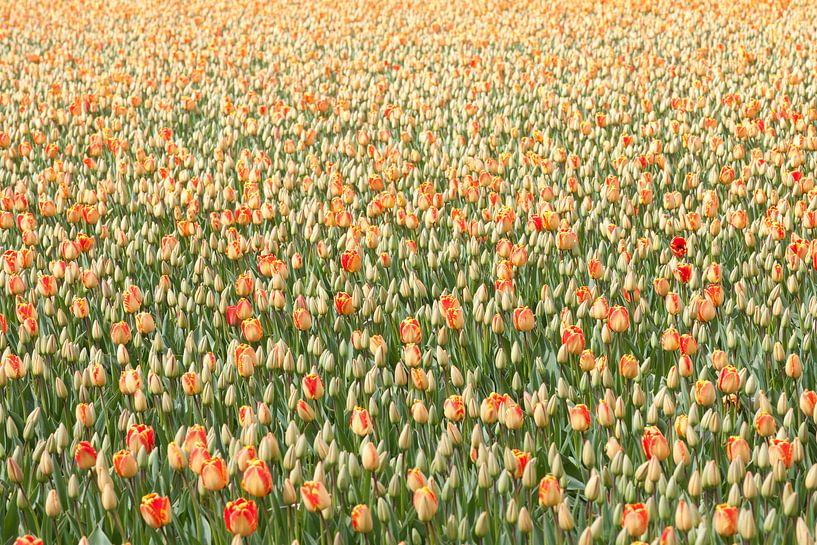 Tulips by Paul Heijmink