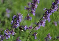 Purple in the garden