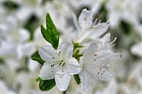 Le printemps arrive et de délicates fleurs blanches pendent aux arbres