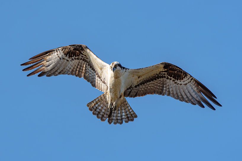 Jagd auf Fischadler. von Jaap van den Berg