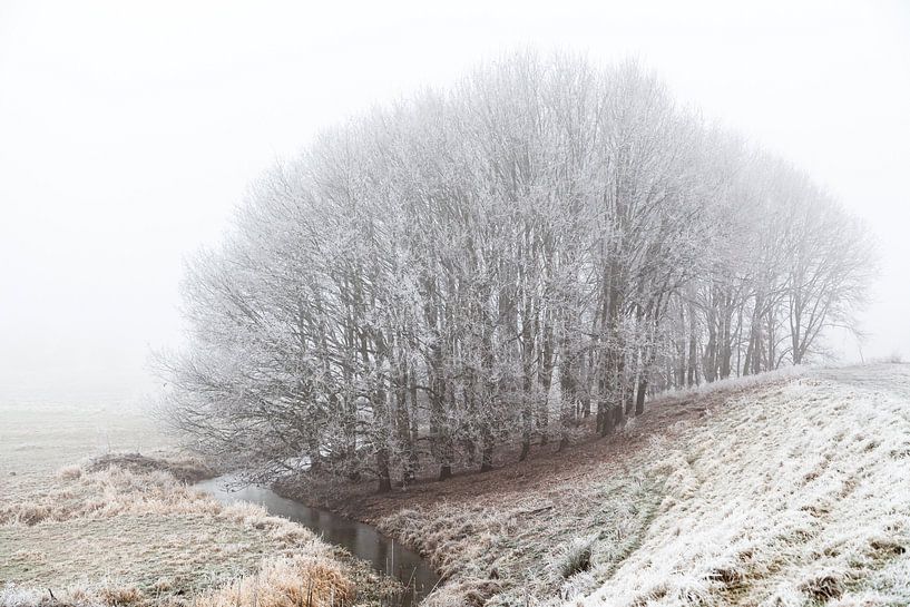 Wald von Diane Cruysberghs