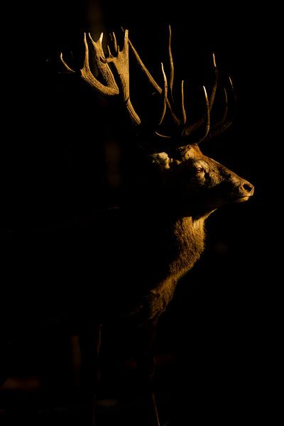 Bronze Red Deer dans la dernière lumière du soir par Jeroen Stel