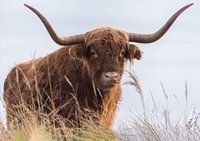 Close-up of a Scottish Highlander