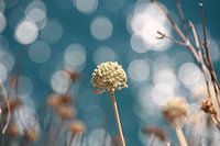 Bloomed and extinguished