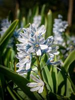 Flower in the Keukenhof