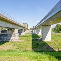 Railway and cycle bridge link Cuijk (Katwijk) - Mook with resting cows 2