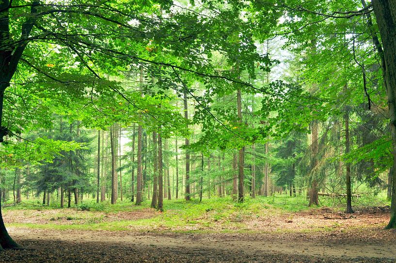 Under a beech tree on the Veluwe by Corinne Welp