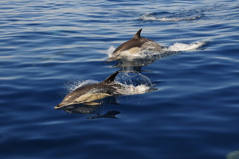 Delfine in der Nähe von Malaga von Fred Repko