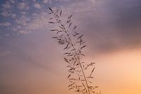 Promenade dans les champs
