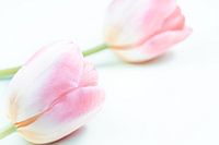 pink tulips give peace
