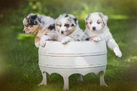 3 chiots dans un seau