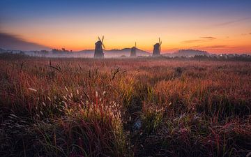 Ochtend in de velden van Tiger Seo