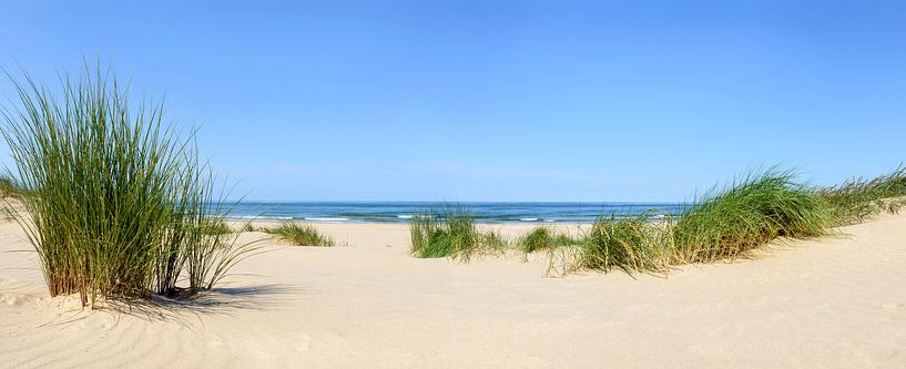 Dunes at the beach with Beachgrass during a beautiful summer day at the North Sea beach in Holland. by Sjoerd van der Wal Photography