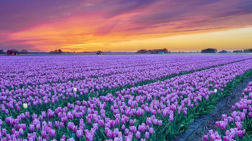 Tulpen in einem Blumenzwiebelfeld bei Sonnenuntergang von eric van der eijk
