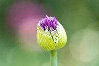 Sierui Allium bloem in knop - Keukenhof