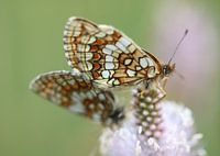 Papillon de la caille du blé II - Melitaea athalia