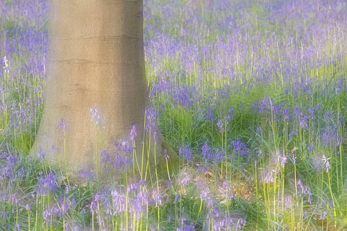 Träumen in den Wäldern von Antwan Janssen